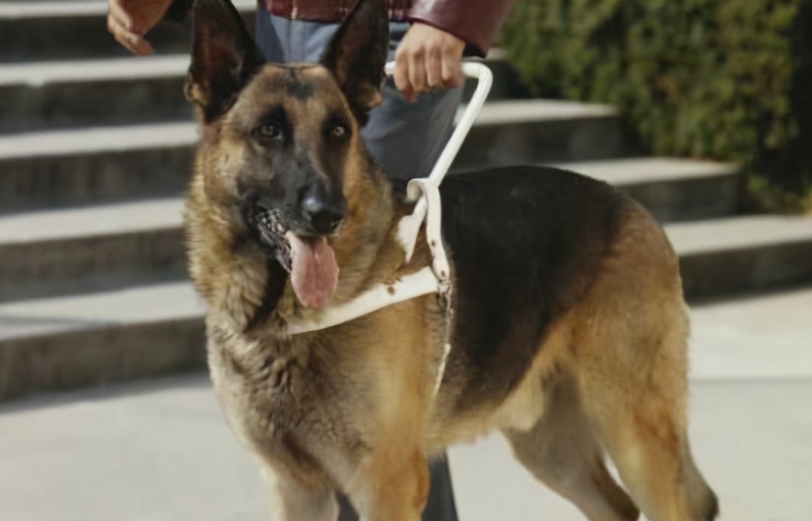 为什么德国牧羊犬这么受大家欢迎,德国牧羊犬实力到底有多强