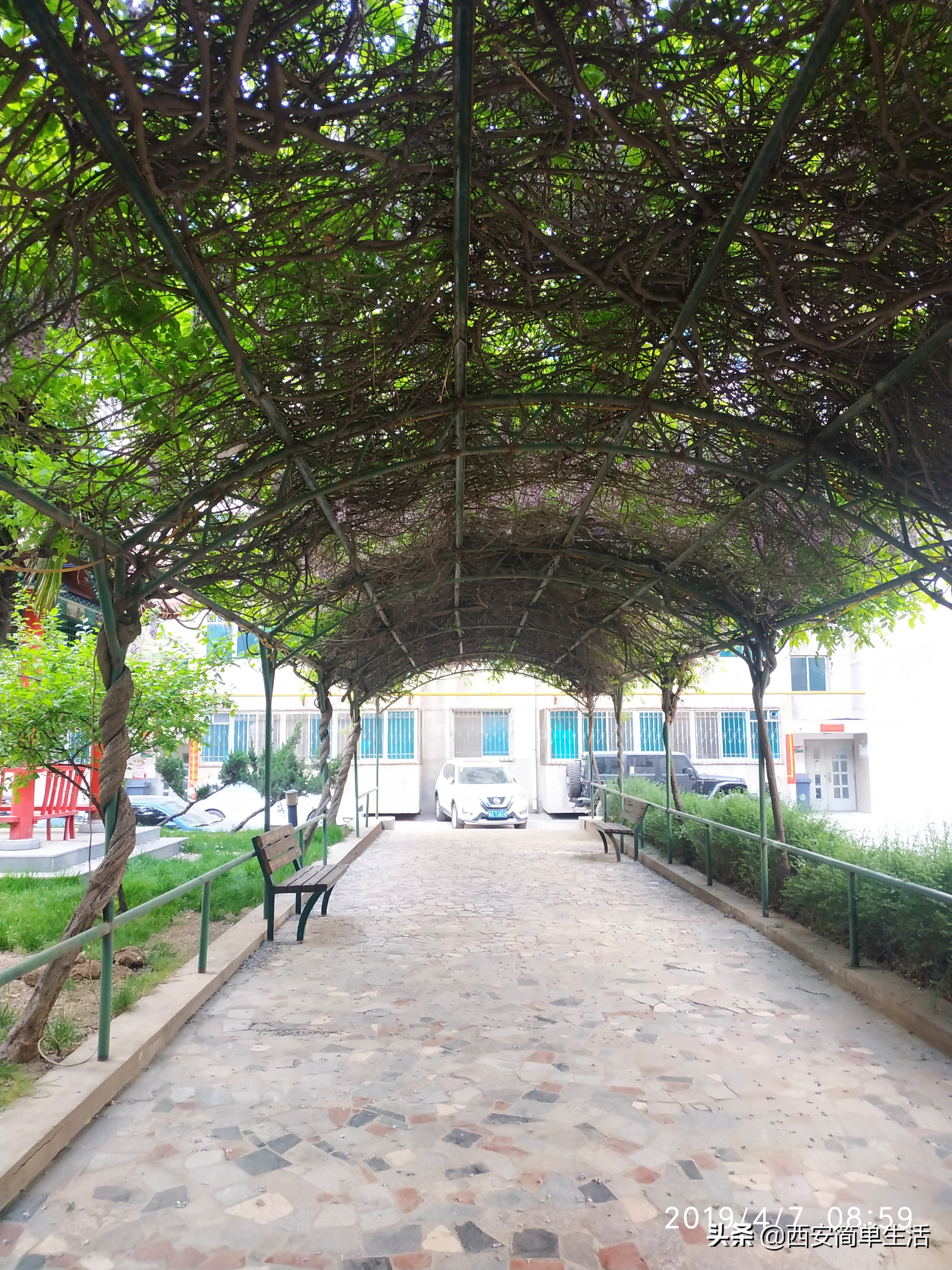 紫藤花一帘幽梦在哪里,紫藤花开如一帘幽梦