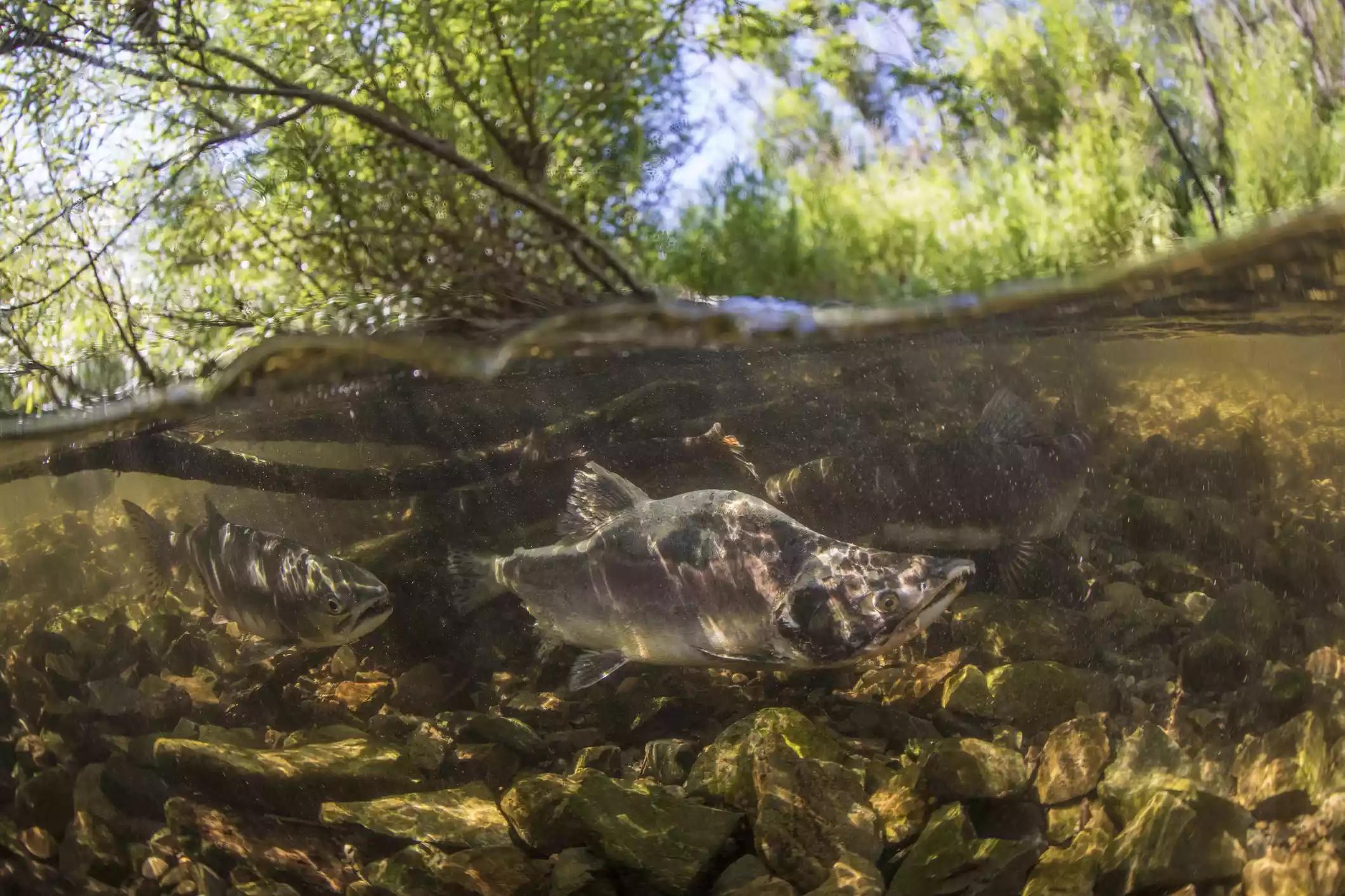 15种野生动物图片大全,15种稀有动物