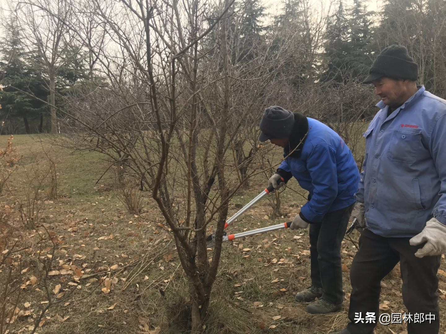 苗木防冻最简单的方法,苗木清园用药
