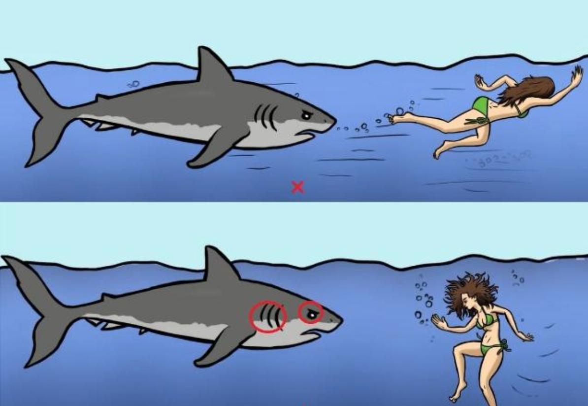 动物遇到危险会怎么做,野外遇到危险动物怎么办