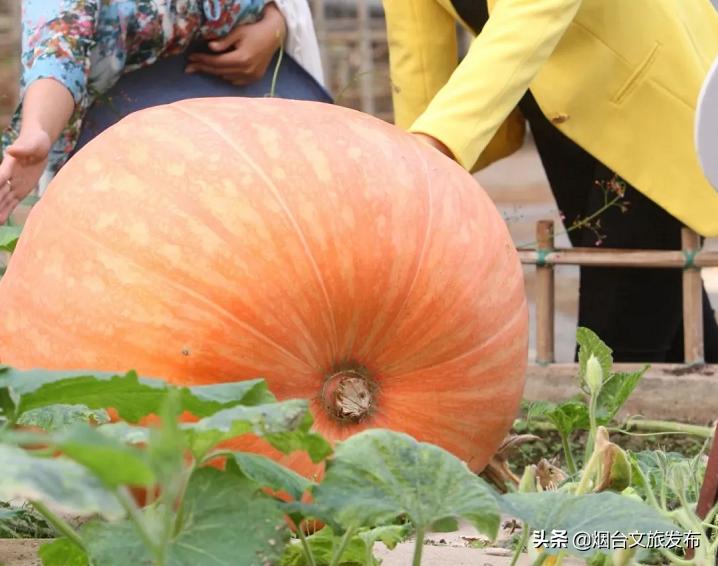 烟台五一假日攻略,烟台欢乐汇玩法