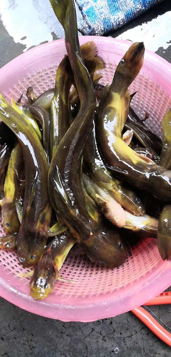 冬季钓鱼诱鲤鱼秘方,春季钓鱼如何诱鱼