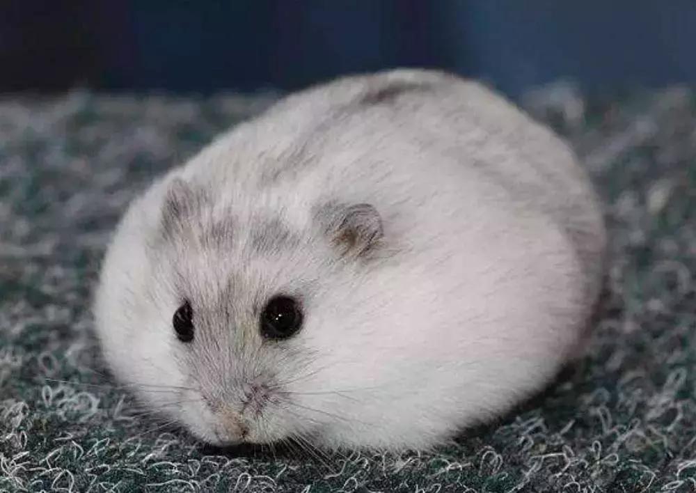 仓鼠臭怎么办,仓鼠臭不拉几的