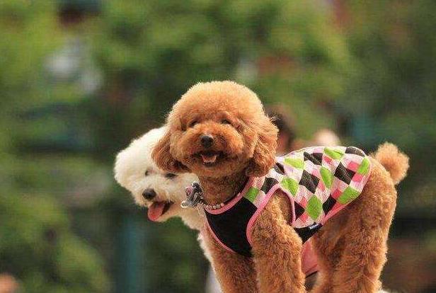 怎么饲养立耳泰迪犬,如何正确饲养泰迪犬