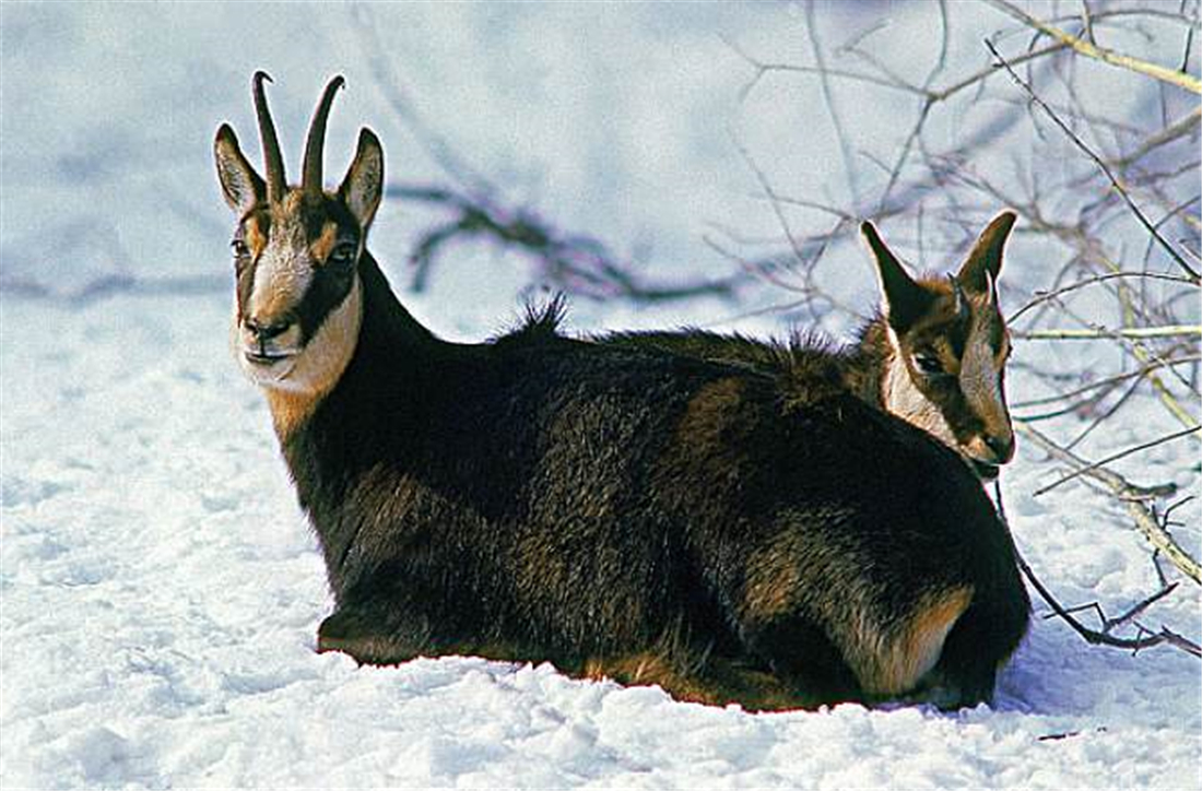 阿尔卑斯山出现一只羚羊,阿尔卑斯山三角峰