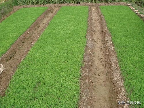 水稻旱育秧技术存在的问题及对策,水稻苗期壮苗管理技术视频