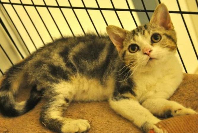 养猫必看猫咪全攻略,养猫攻略猫的品种