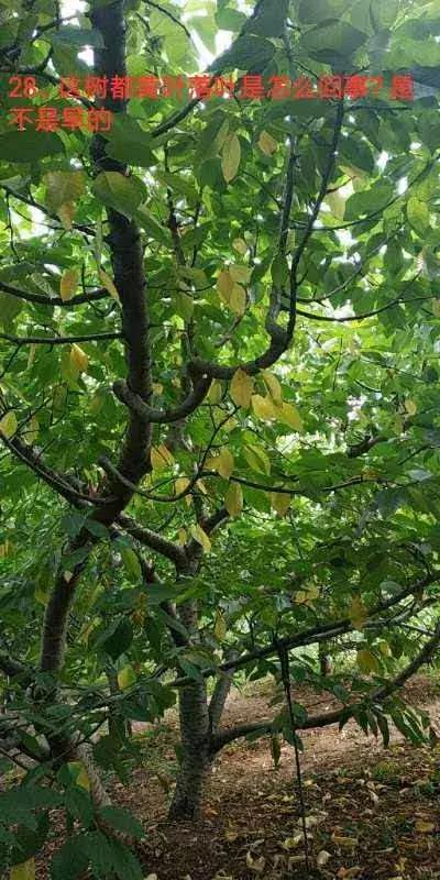 樱桃树干叶发黑是怎么回事,樱桃树有叶子干了怎么办