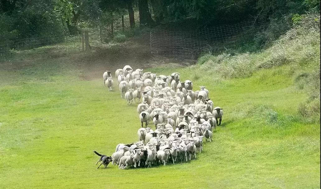 日本农场营收10亿经营秘诀,日本妈妈牧场怎么运营