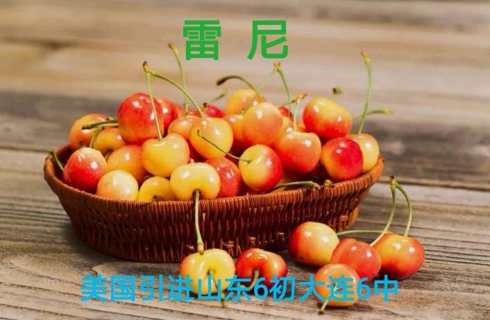 我国特色大樱桃生长习性,中国大樱桃种植分布图