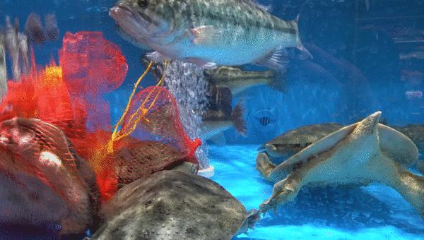 三江购物有希望么,三江购物有新增加门店吗