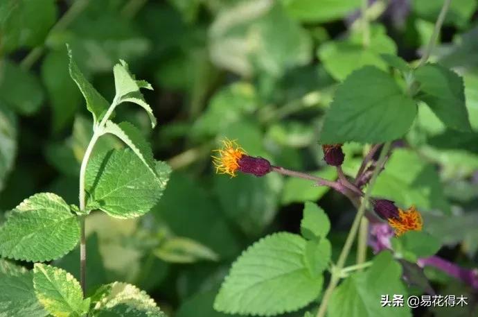 紫背天鹅绒盆栽怎么繁殖,绒叶竹芋怎么养