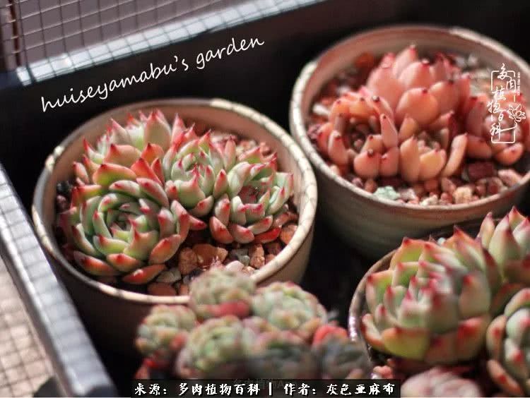 许我向你看,许我向你看演唱