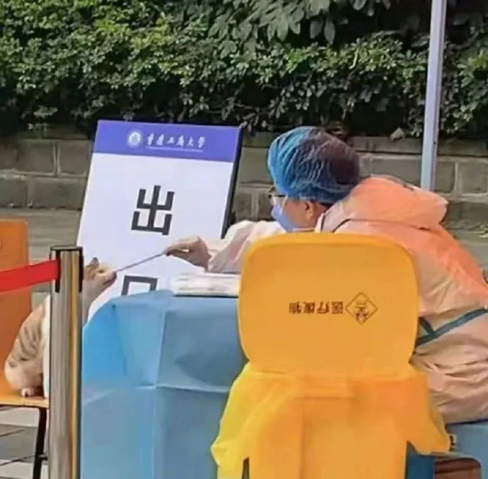 看到铲屎官终于回家，立即安心地睡着了|冷段子1986