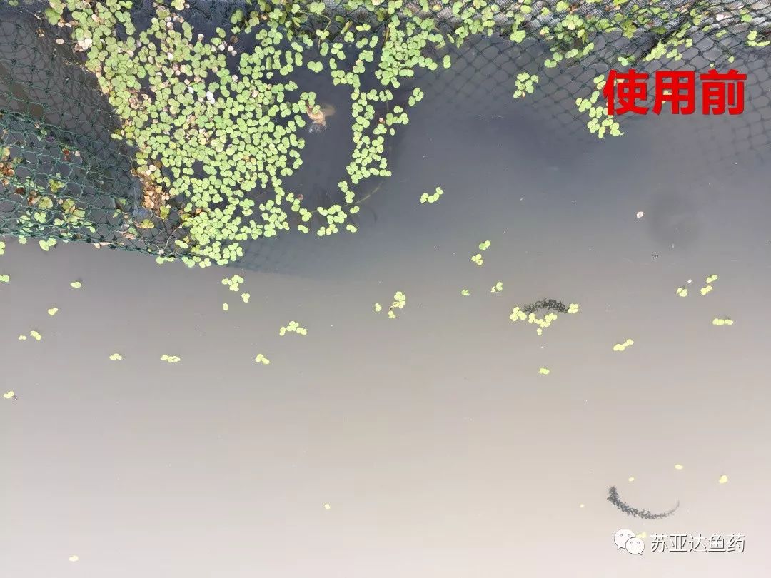 降氨浊水清，一招搞定白浊水