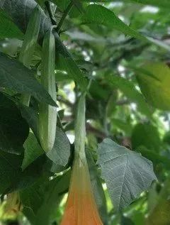 灵魂摆渡曼珠沙华的结局,灵魂摆渡的旁白曼珠沙华