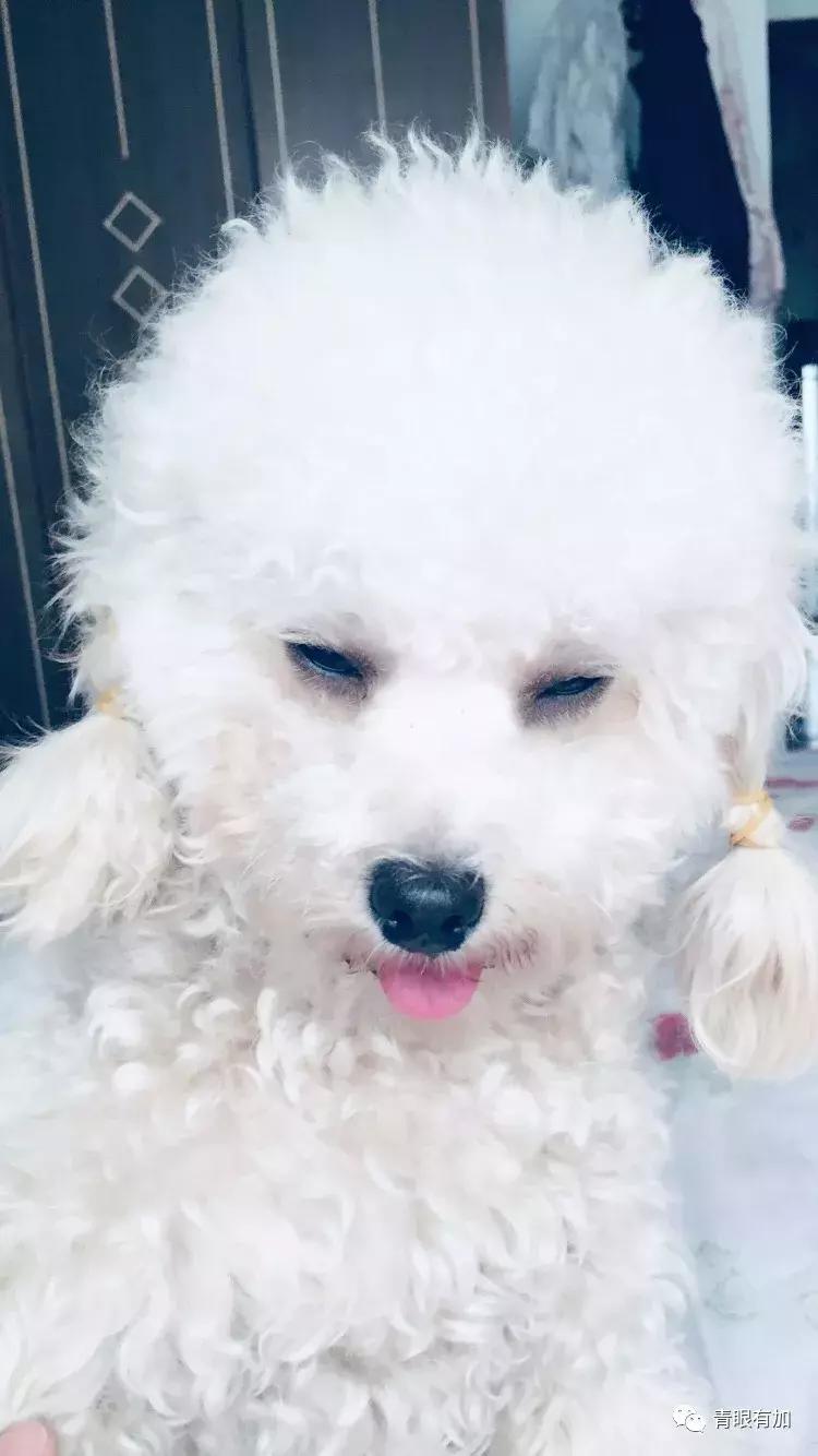 鱼丸小姐的狗年狗事儿︱青眼有加