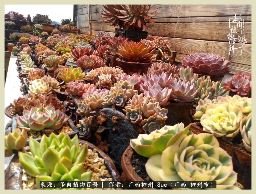 艳阳高照凉爽贵州,我要勤快地捕捉美好!(二)