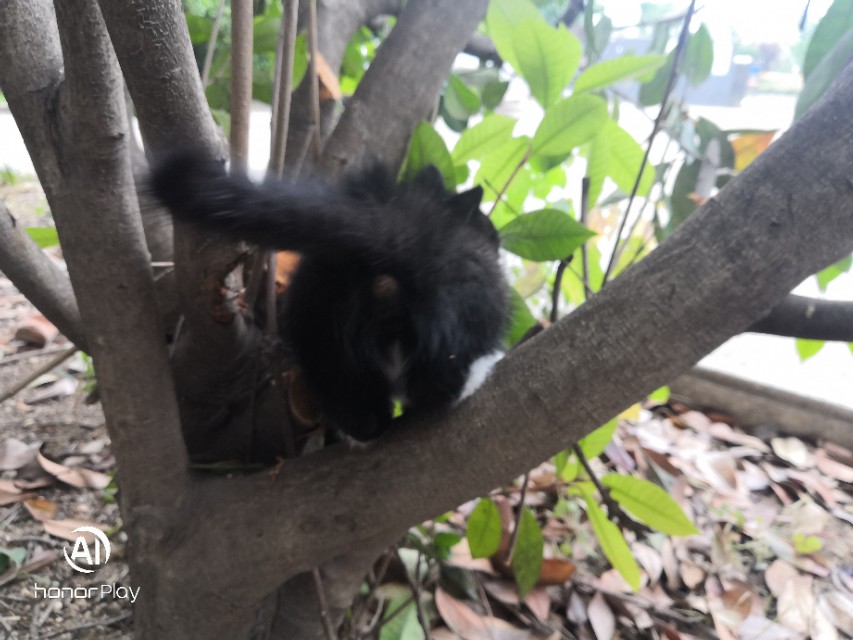 猫宠物推荐,猫宠物视频大全搞笑