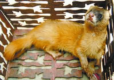 为何老祖宗说黄鼠狼不可以杀?科研结果表明,果然真的不能杀