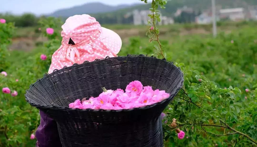 alinderose保加利亚玫瑰纯露,保湿祛皱淡斑抗老