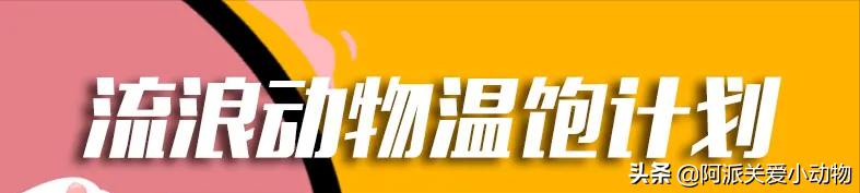 盖雪:信女愿一生荤素搭配,祈望这只拆家啊不,旺家猫找到新家