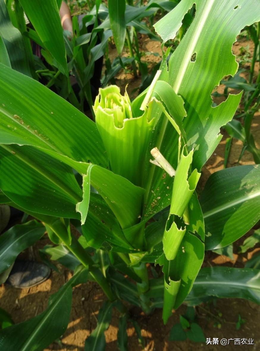 草地贪夜蛾是单食性吗,草地贪夜蛾如何发生