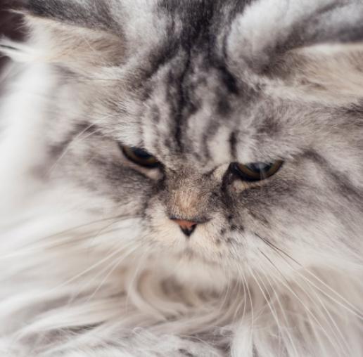 猫咪是夜行动物吗,猫咪是十分警觉的动物