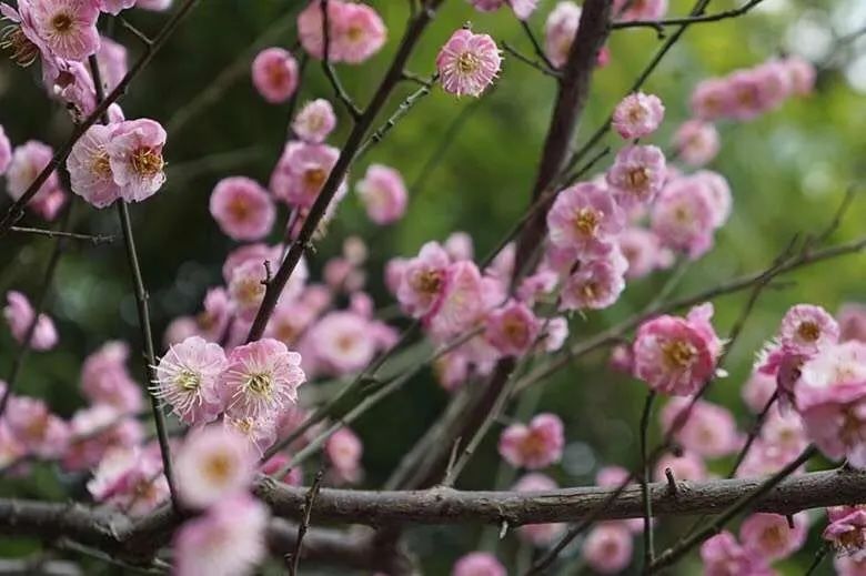 陆游春节的诗,陆游写的关于成都的诗