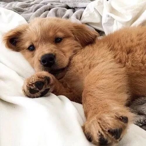 你了解狗狗的行为吗,狗狗爪子的养护常识