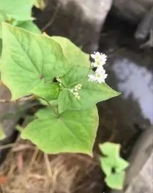 朱良春中医医案,朱良春中医视频全集