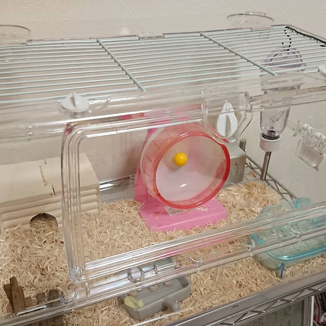 仓鼠怎么防止撕咬笼子窝,仓鼠爱咬其他鼠怎么办