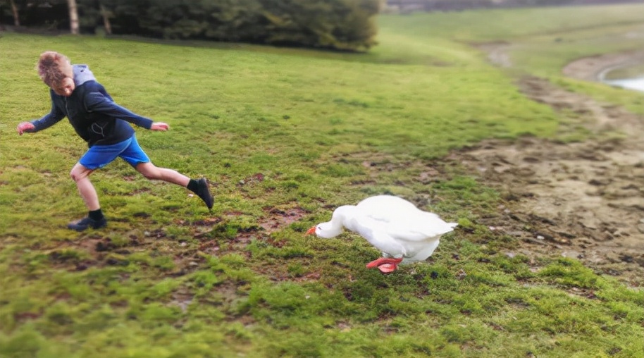 为什么蛇不敢碰鹅屎,为什么蛇不敢咬鹅