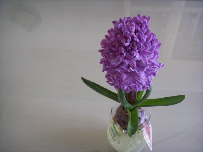 风信子叶子徒长却不开花怎么办,风信子怎样水养才能开花