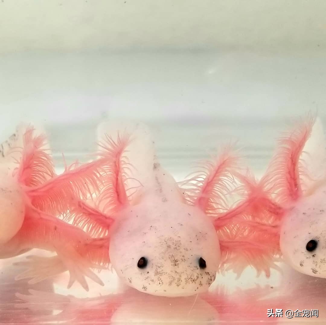 六角恐龙鱼和美西螈有区别吗,水族观赏六角恐龙