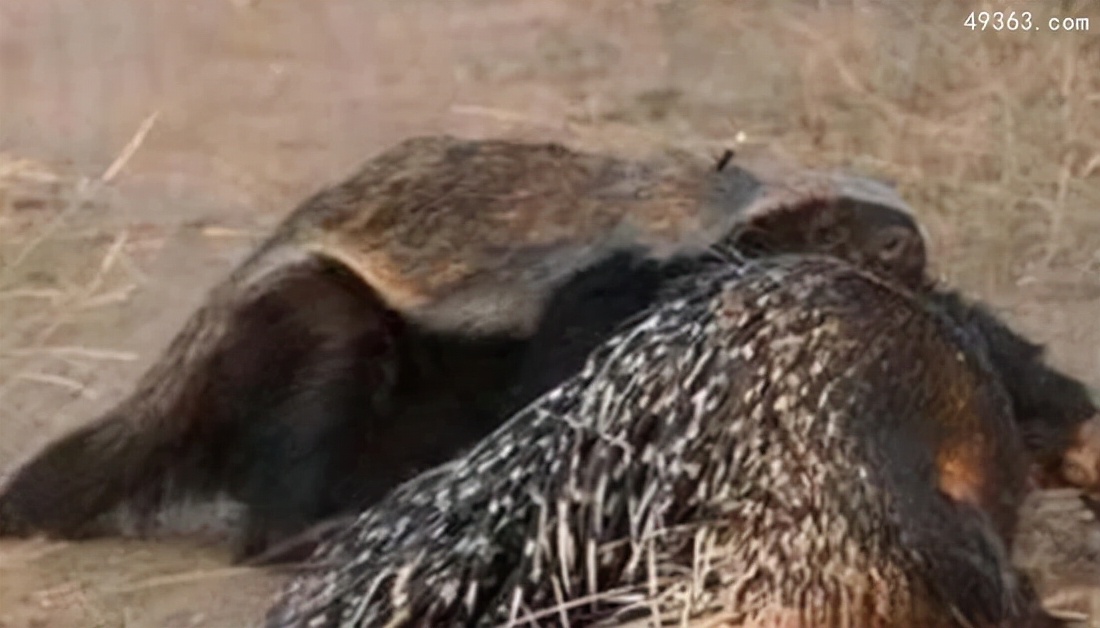 蜜獾平头哥和科莫多巨蜥,平头哥蜜獾为什么不怕蛇