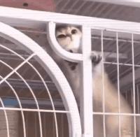 如何让猫咪不怕热,家里没空调猫该怎么办