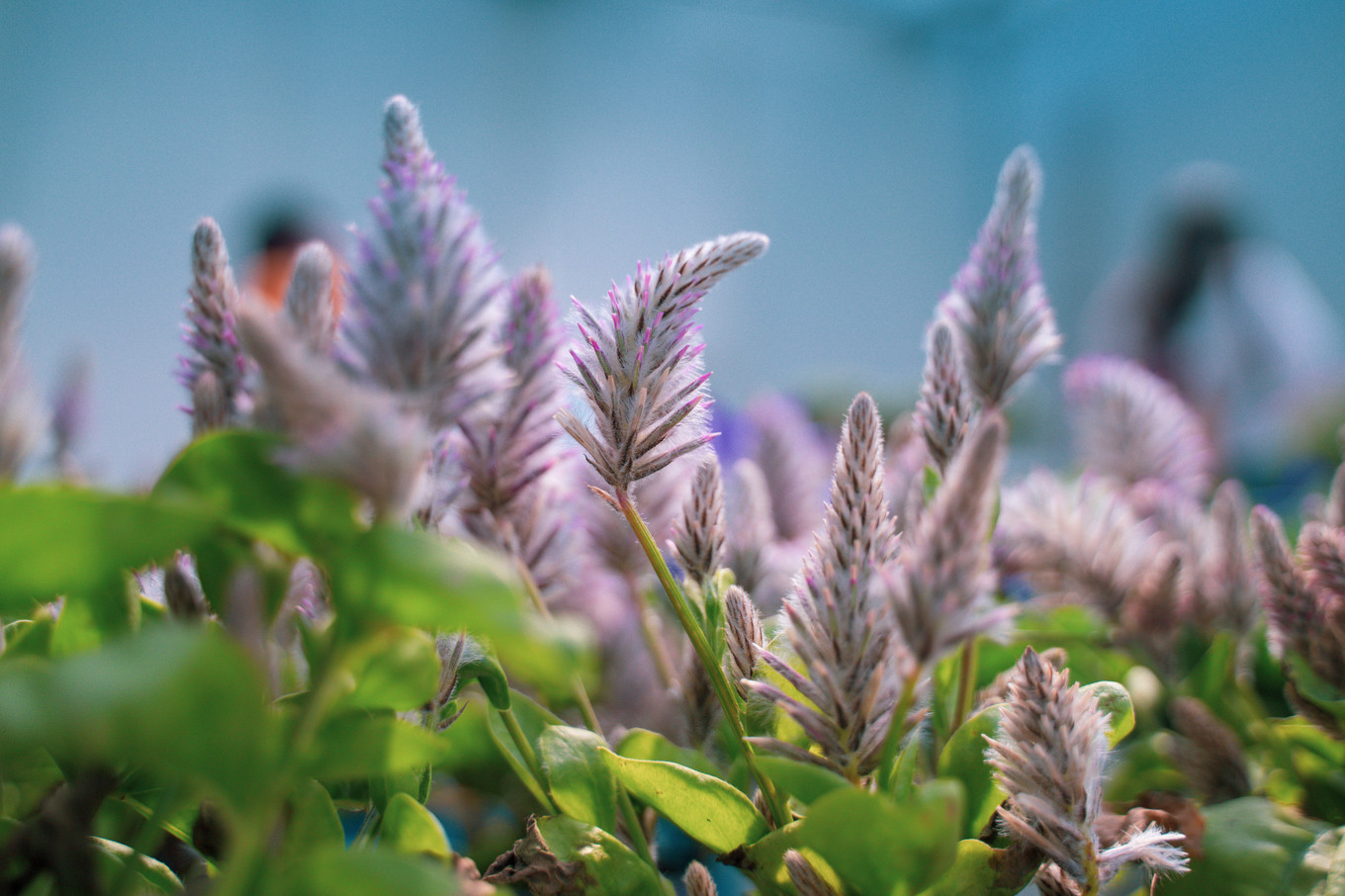 不仅仅是皮革,海清潮静——海宁