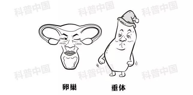 避孕药药理科普,医学科普避孕药的功能和原理