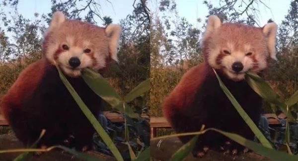 盘点各种呆萌生物,萌萌哒的动物图片大全