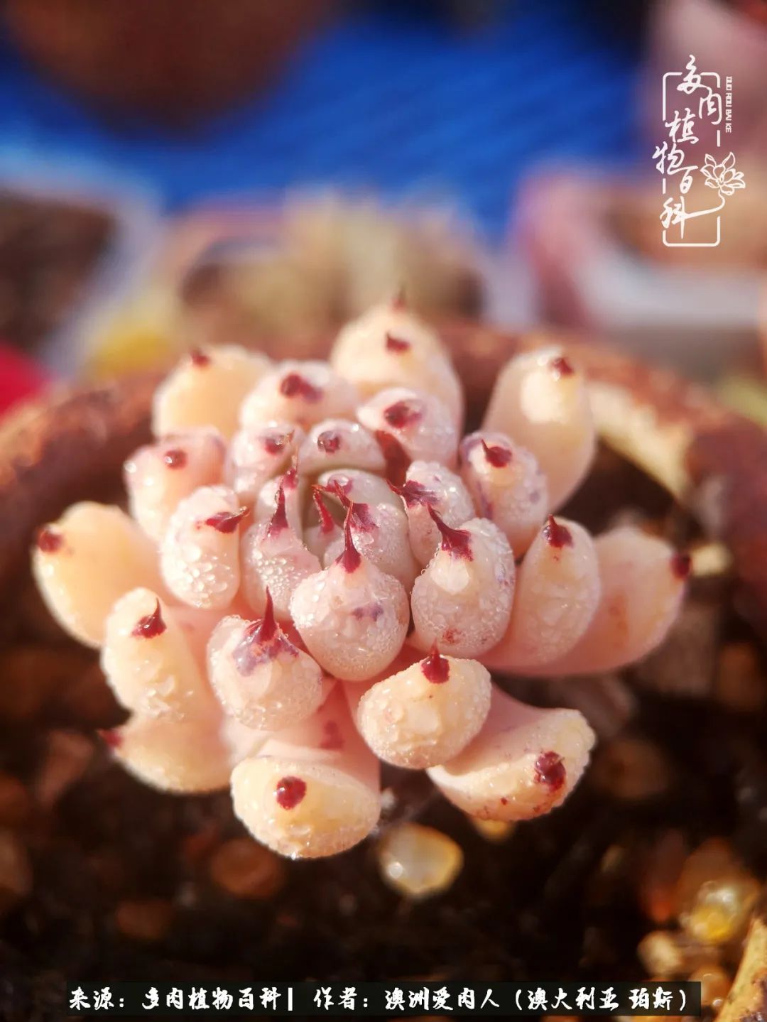 采蘑菇的小姑娘，“转行”来把多肉养