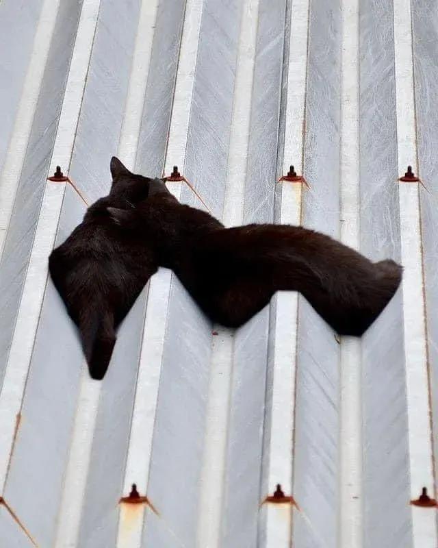 猫咪在屋顶视频,猫咪在屋顶的视频
