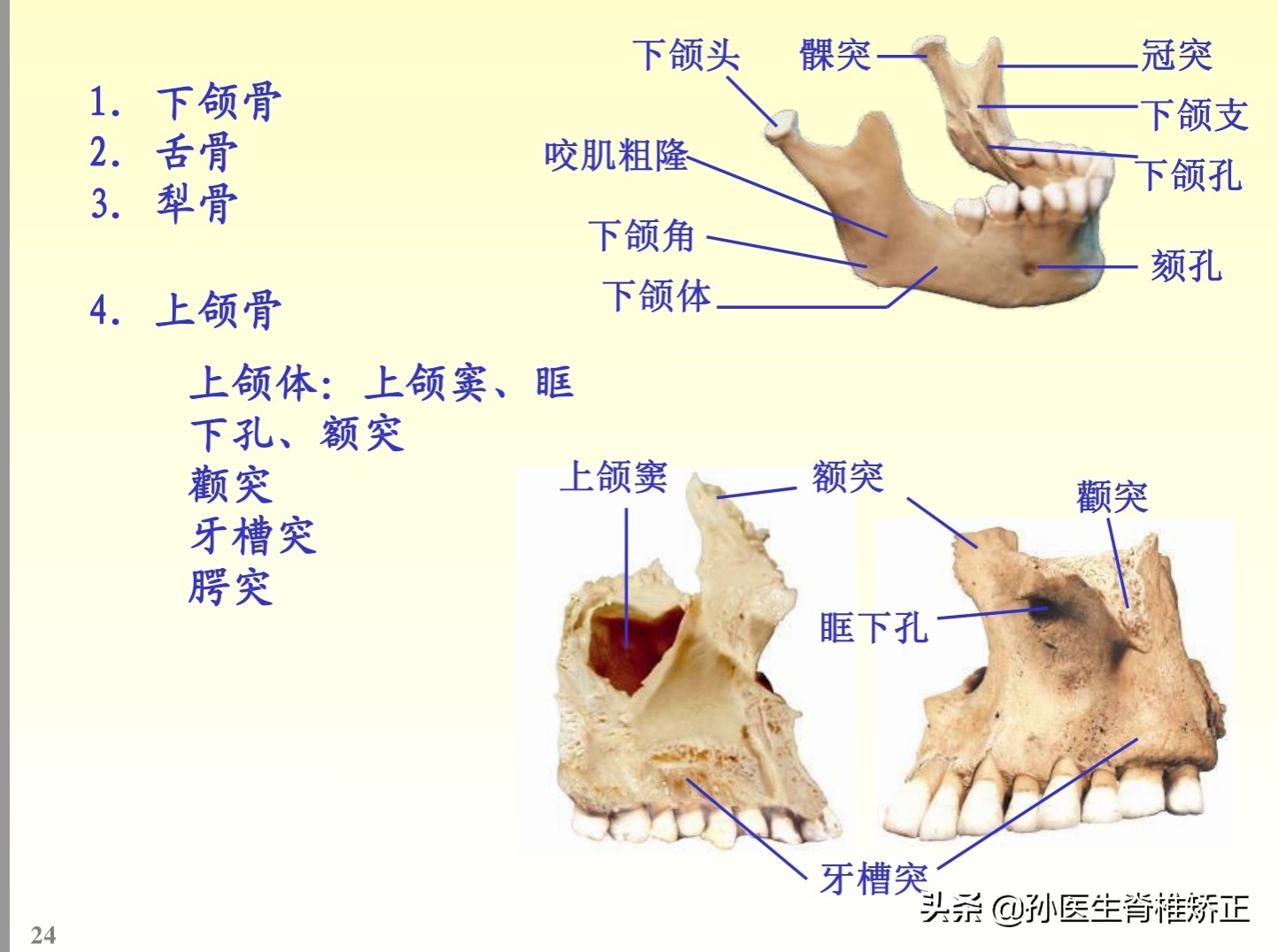 解剖学基础ppt完整版,人体系统解剖学ppt完整版