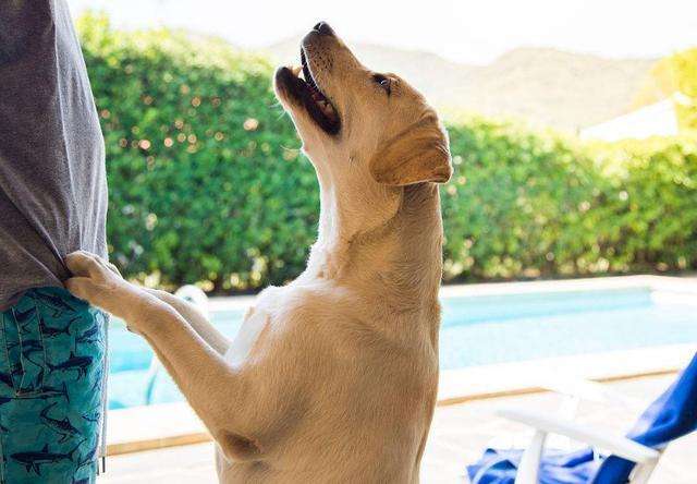 拉布拉多为什么容易被嫌弃,拉布拉多为什么不能让人省心