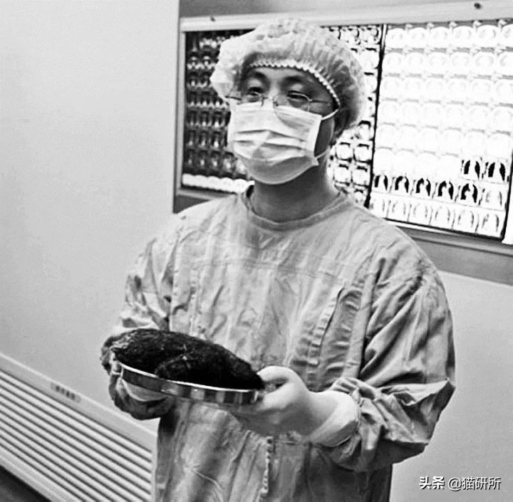 天天吸猫猫毛会被吸进身体里吗,肺里能吸进猫毛么