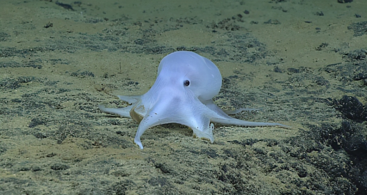 最像外星物种的章鱼,章鱼为什么属于外星人的生物