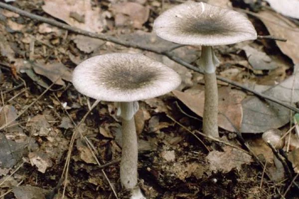 误食蘑菇祖孙三代,最容易误食的毒蘑菇有哪些