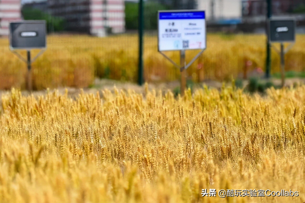 北京三环农田,北京三环麦田房价