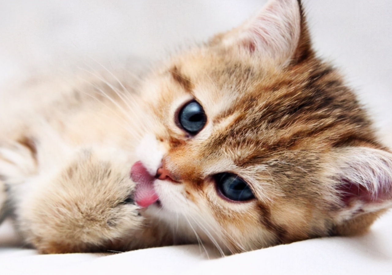 猫咪呕吐会自愈吗,猫咪一直呕吐黄水能自愈吗